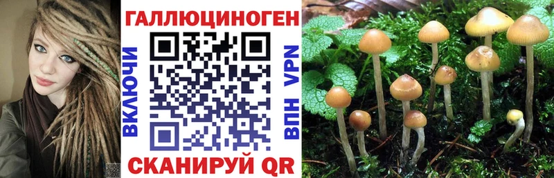 площадка как зайти  купить наркотик  Каменногорск  Псилоцибиновые грибы MAGIC MUSHROOMS 